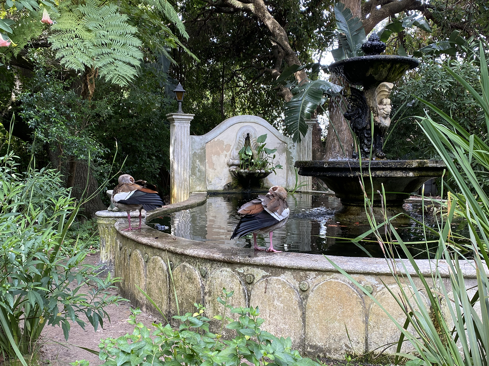 Gänse auf Brunnen quer1