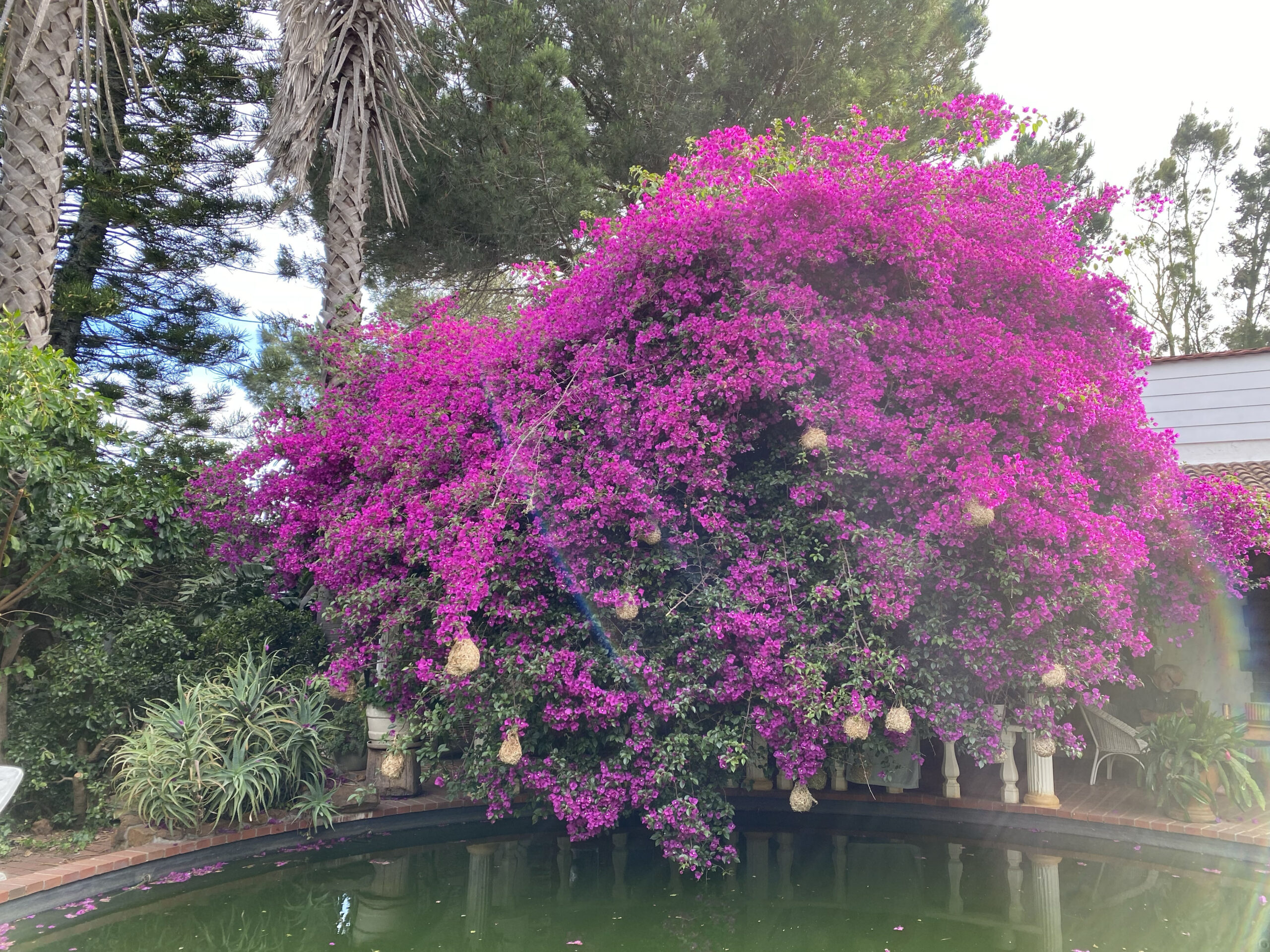 Bougainville Pool